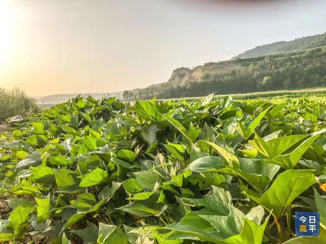 怎样挑选富硒地瓜(富硒地瓜好吃吗)-硒宝网