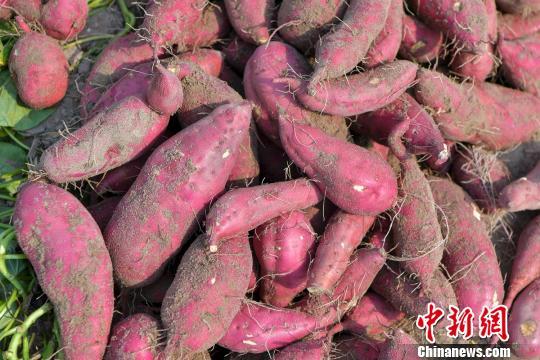 富硒桥头地瓜文案(桥头镇富硒地瓜)-硒宝网