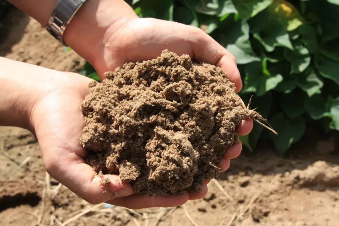 桥头富硒拇指地瓜(拇指地瓜怎么吃)-硒宝网