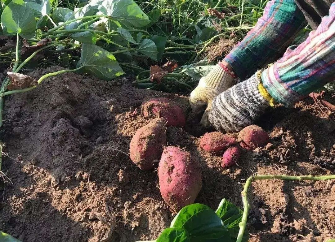 桥头富硒拇指地瓜(拇指地瓜怎么吃)-硒宝网