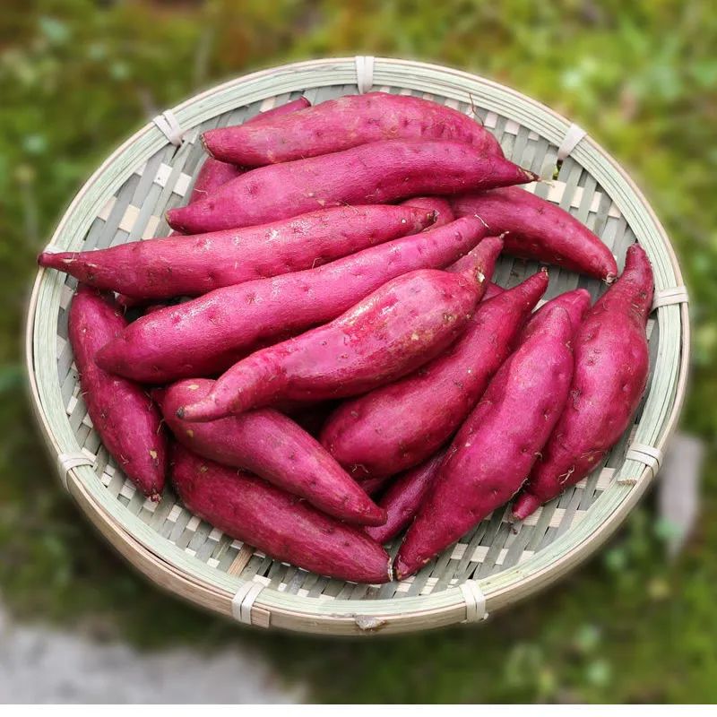 桥头富硒拇指地瓜(拇指地瓜怎么吃)-硒宝网