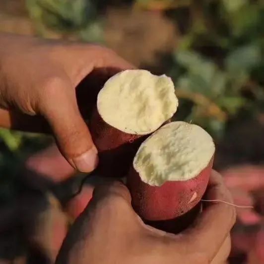 桥头富硒拇指地瓜(拇指地瓜怎么吃)-硒宝网