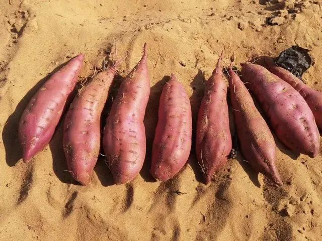 桥头富硒拇指地瓜(拇指地瓜怎么吃)-硒宝网