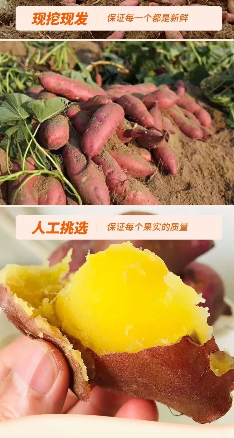 桥头富硒拇指地瓜(拇指地瓜怎么吃)-硒宝网