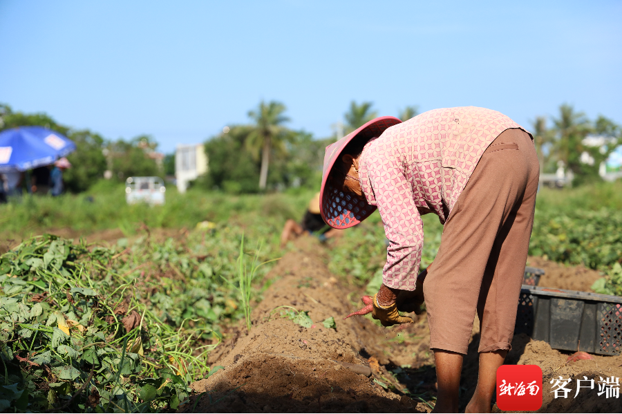 海南富硒地瓜亩产（海南地瓜亩产富硒多少斤）-硒宝网