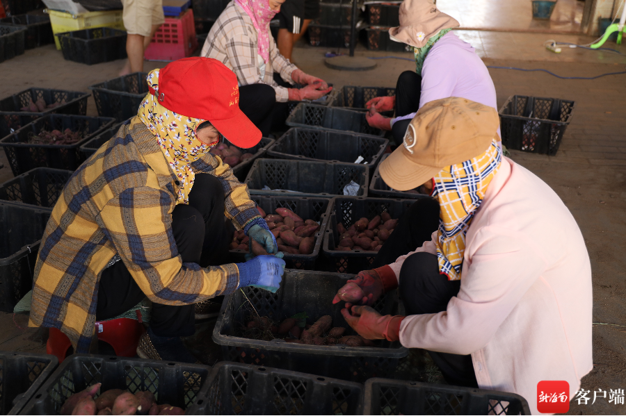 海南富硒地瓜亩产（海南地瓜亩产富硒多少斤）-硒宝网