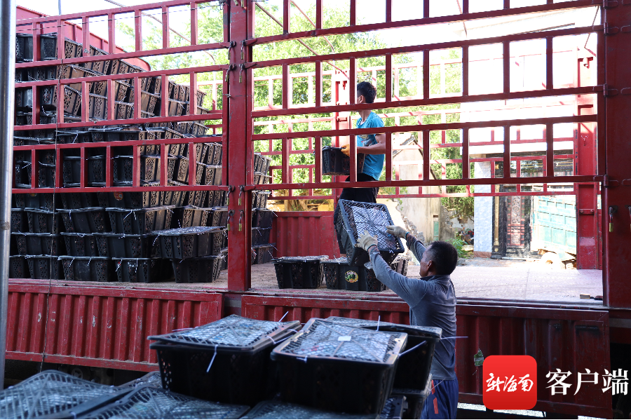 海南富硒地瓜亩产（海南地瓜亩产富硒多少斤）-硒宝网