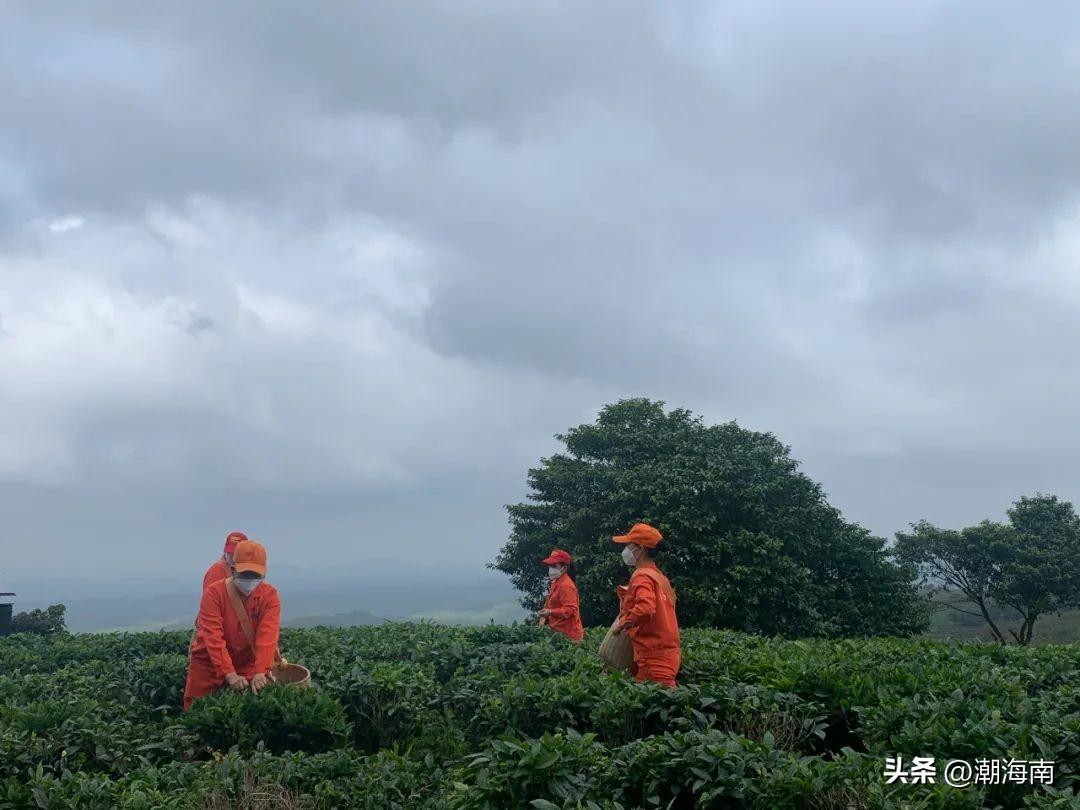 澄迈富硒地瓜价格(澄迈地瓜多少钱一斤)-硒宝网