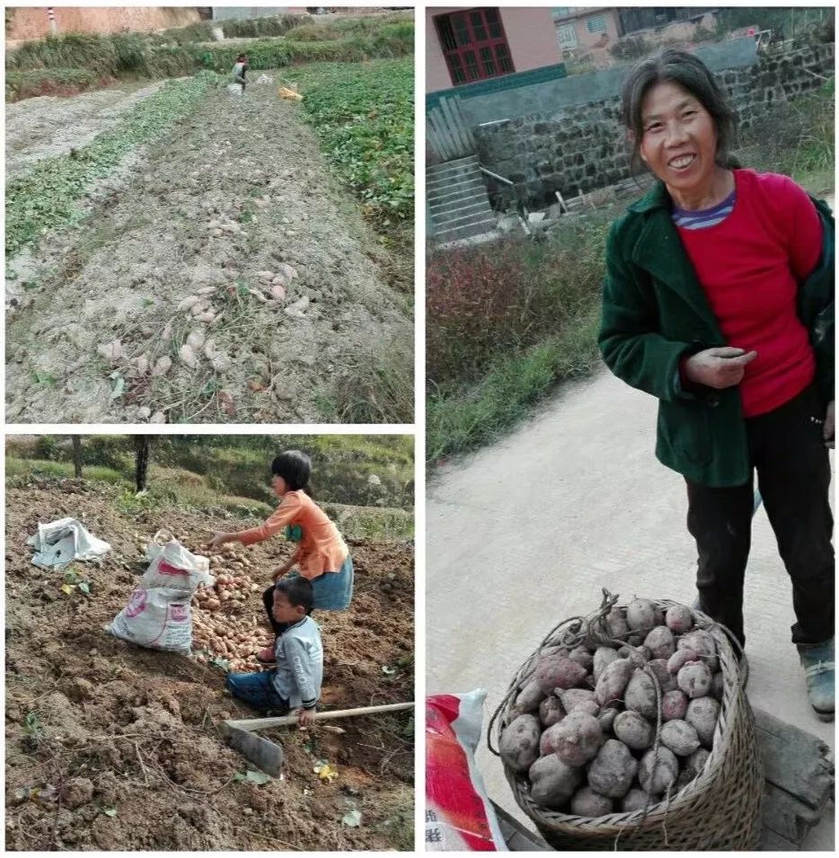 怎样挑选富硒地瓜(富硒地瓜哪个产地的好)-硒宝网