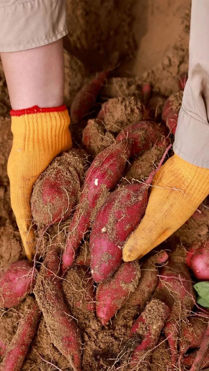 富硒桥头地瓜功效(桥头地瓜的功效)-硒宝网