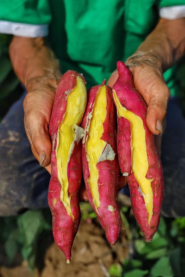 富硒桥头地瓜功效(桥头地瓜的功效)-硒宝网
