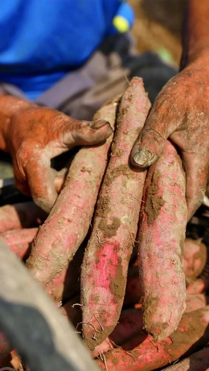 富硒桥头地瓜功效(桥头地瓜的功效)-硒宝网