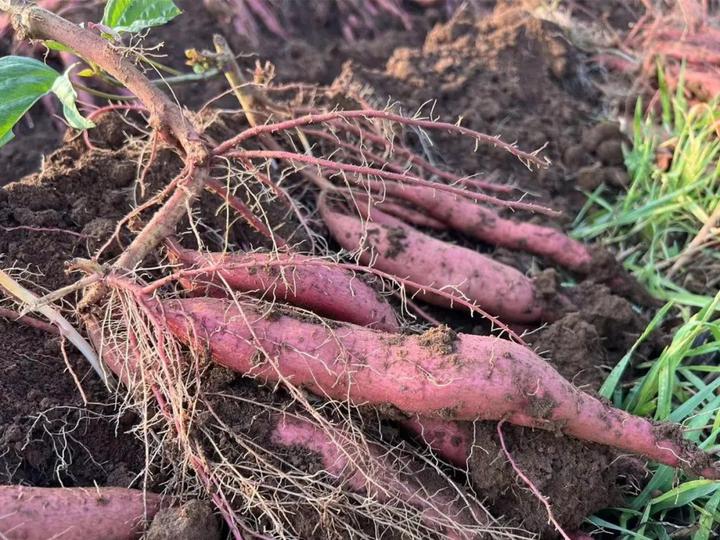 富硒桥头地瓜功效(桥头地瓜的功效)-硒宝网