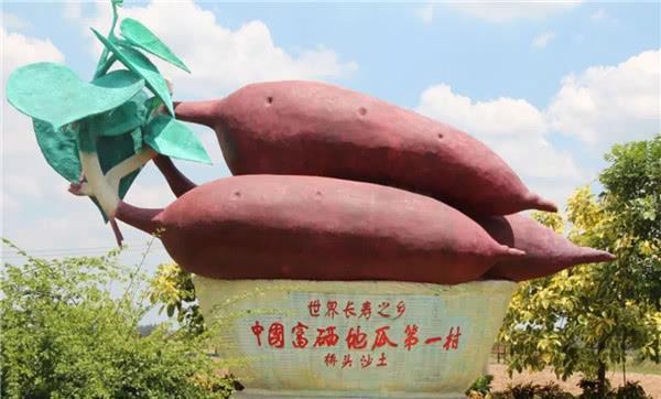 山东日照富硒地瓜(山东富硒地瓜哪里产)-硒宝网