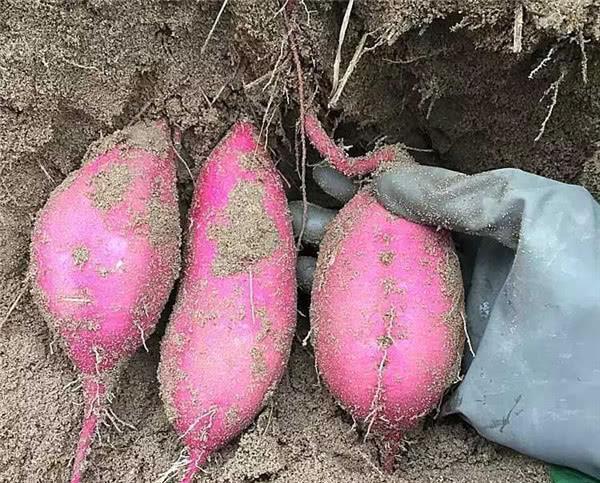 山东日照富硒地瓜(山东富硒地瓜哪里产)-硒宝网