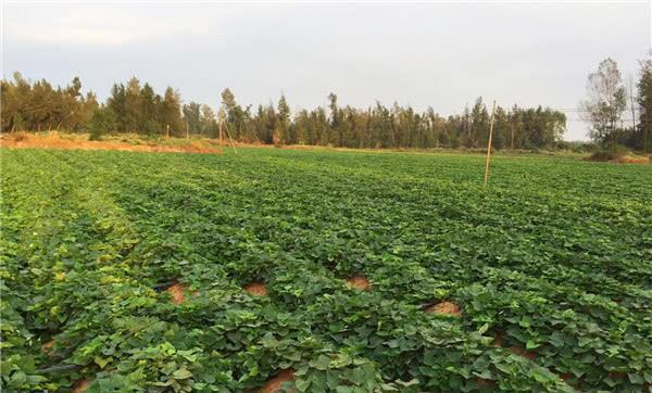 山东日照富硒地瓜(山东富硒地瓜哪里产)-硒宝网