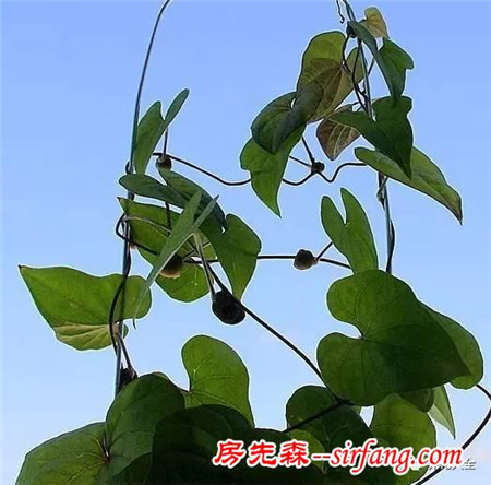 富硒地瓜种植土壤（种植地瓜土壤富硒吗）-硒宝网