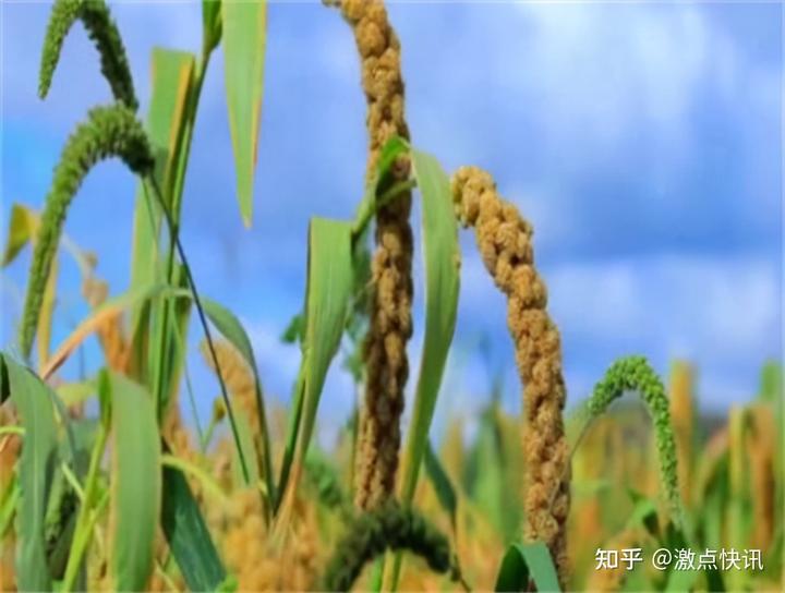 赤峰富硒酵素地瓜（富硒水果酵素）-硒宝网