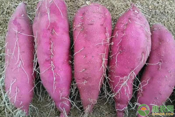 桥头富硒地瓜批发(桥头地瓜含硒真的高吗)-硒宝网