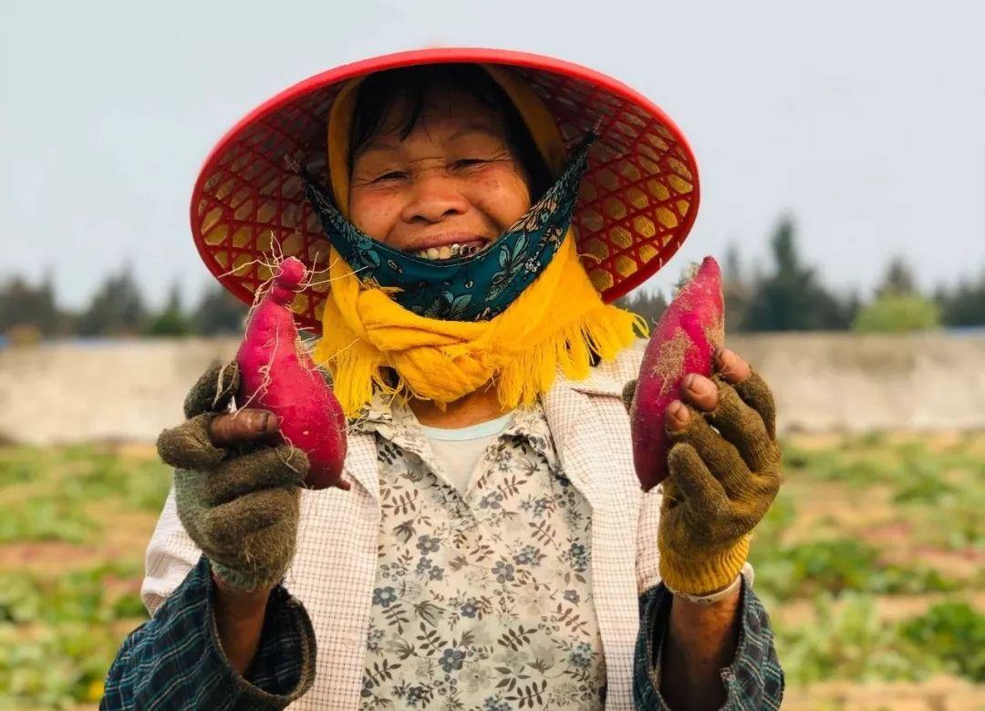 富硒地瓜种植条件(富硒地瓜种植技术视频教程)-硒宝网