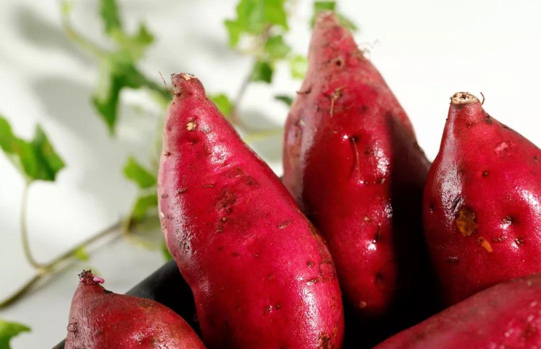 富硒地瓜种植条件(富硒地瓜种植技术视频教程)-硒宝网