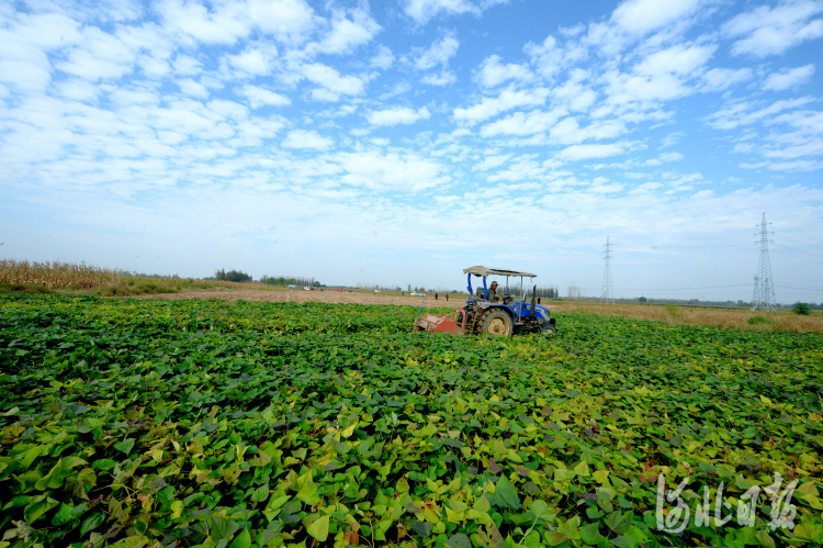 富硒地瓜怎样种植（种植地瓜富硒肥料配方）-硒宝网