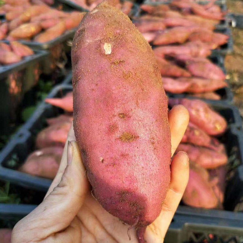 海南富硒地瓜季节(海南富硒地瓜是毒地瓜吗)-硒宝网