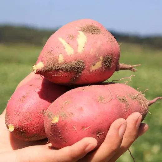 富硒桥头地瓜营养(桥头地瓜富硒含量)-硒宝网