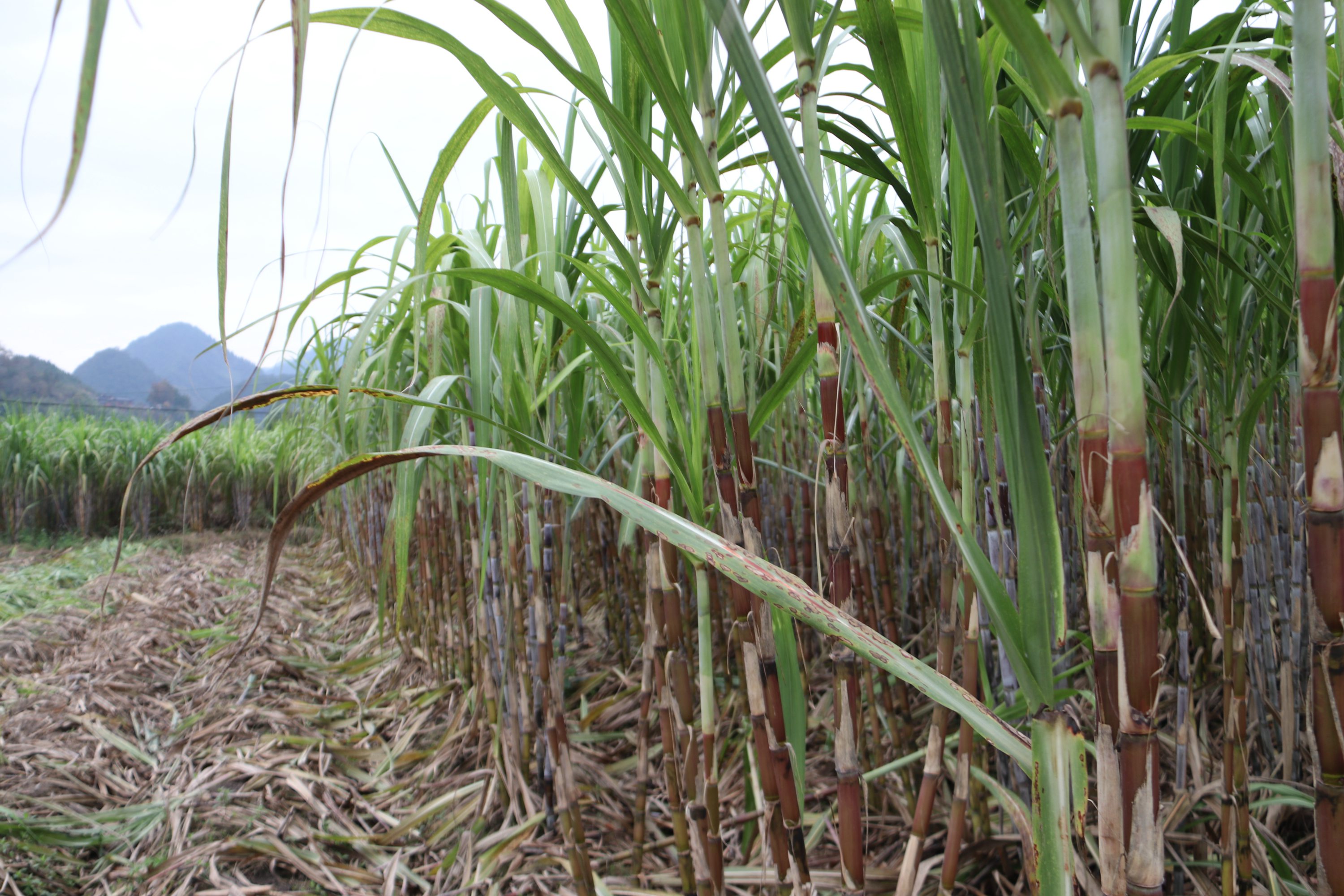 海南富硒地瓜品牌(海南的富硒地瓜)-硒宝网