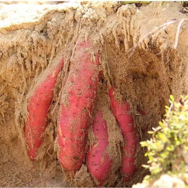 富硒地瓜怎么区别（富硒地瓜与普通地瓜的区别）-硒宝网