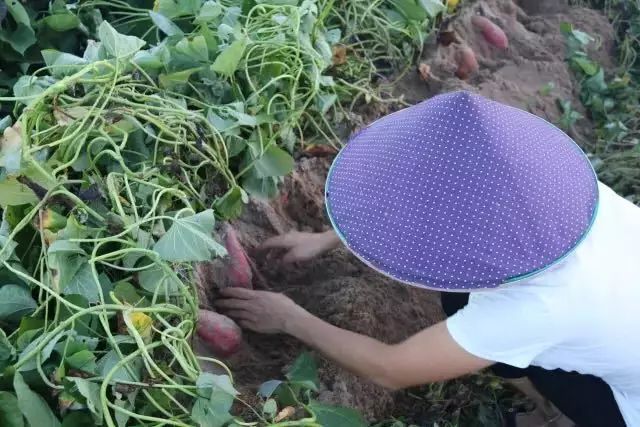 富硒地瓜怎么区别（富硒地瓜与普通地瓜的区别）-硒宝网