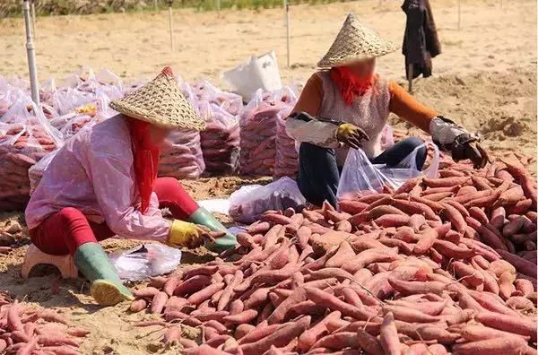 富硒地瓜怎么区别（富硒地瓜与普通地瓜的区别）-硒宝网