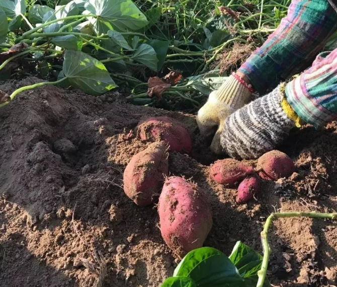 富硒地瓜出厂哪里(富硒地瓜真的含硒吗)-硒宝网