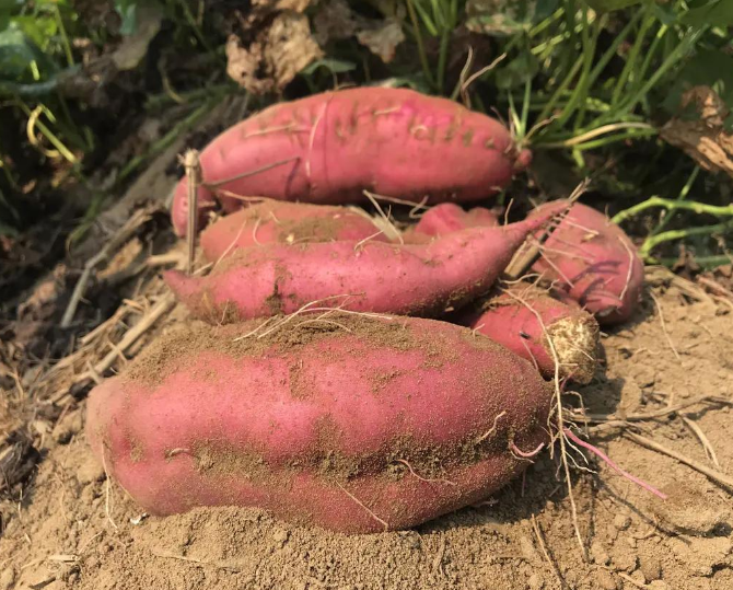 富硒地瓜出厂哪里(富硒地瓜真的含硒吗)-硒宝网