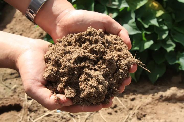 海南富硒地瓜简介(海南的富硒地瓜)-硒宝网