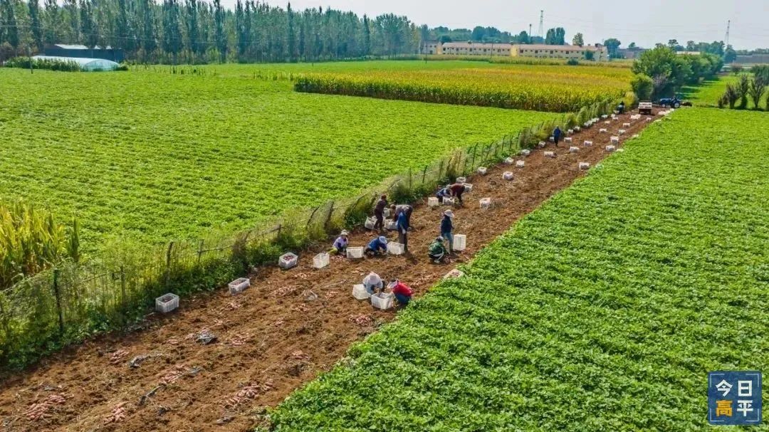 富硒地瓜种植历史（富硒地瓜亩产多少斤）-硒宝网