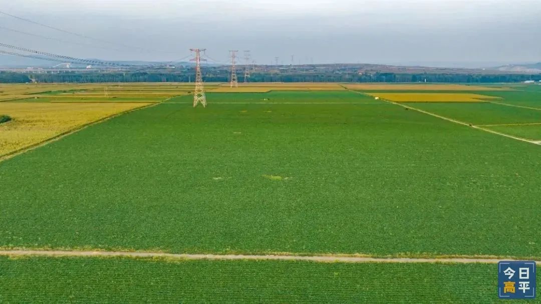 富硒地瓜种植历史（富硒地瓜亩产多少斤）-硒宝网