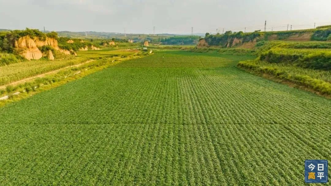 富硒地瓜种植历史（富硒地瓜亩产多少斤）-硒宝网