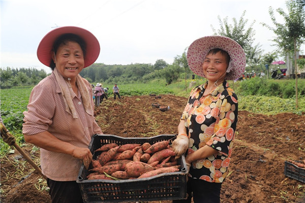 富硒地瓜怎样种植（种植地瓜富硒多少）-硒宝网