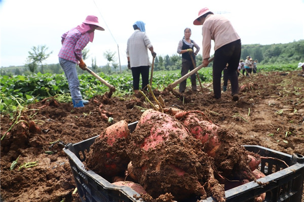 富硒地瓜怎样种植（种植地瓜富硒多少）-硒宝网