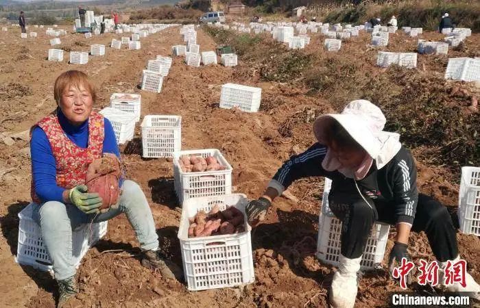 富硒地瓜种植历史（富硒地瓜怎么种植）-硒宝网