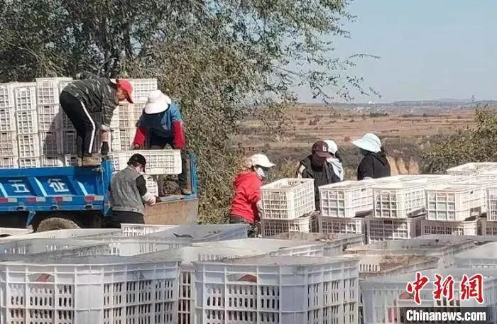 富硒地瓜种植历史（富硒地瓜怎么种植）-硒宝网