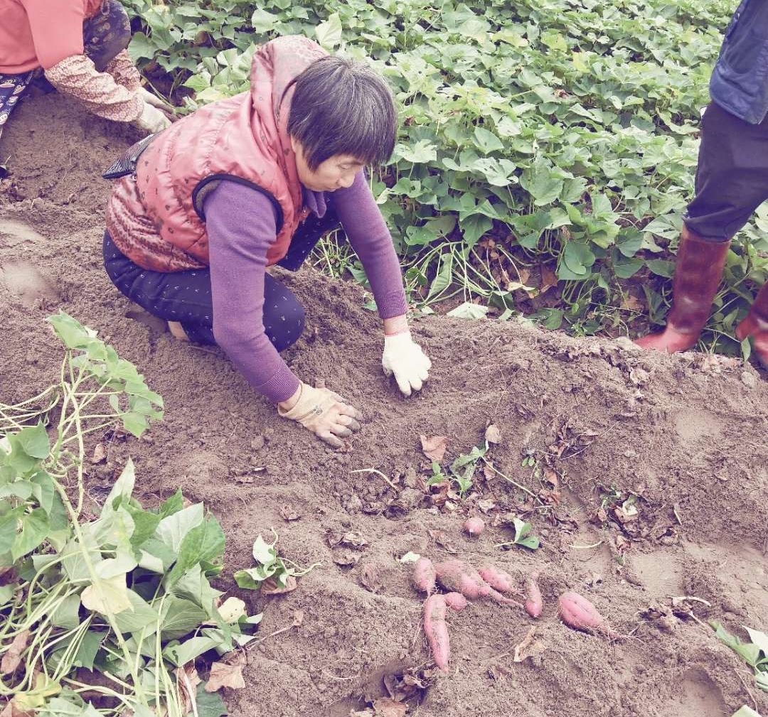 海南富硒地瓜央视（海南的富硒地瓜）-硒宝网