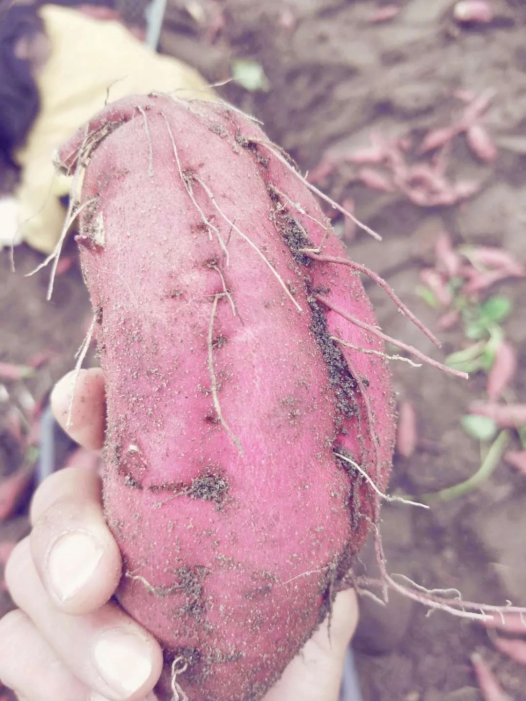 海南富硒地瓜央视（海南的富硒地瓜）-硒宝网