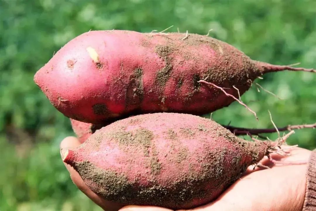 海南富硒地瓜央视（海南的富硒地瓜）-硒宝网