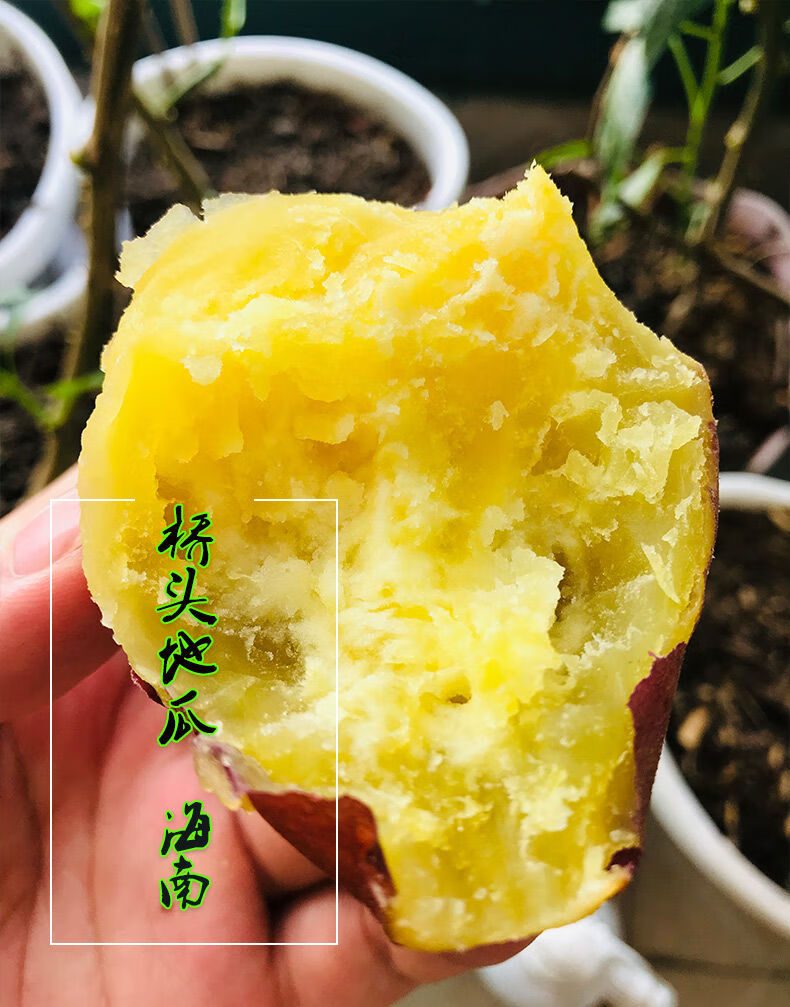 海南富硒地瓜推荐（海南地瓜推荐富硒品种）-硒宝网