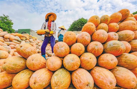 海南富硒地瓜推荐（海南地瓜推荐富硒品种）-硒宝网