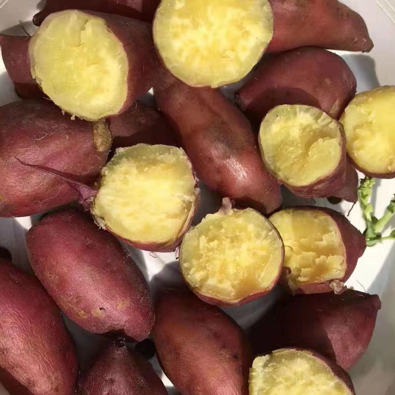 海南富硒地瓜推荐（海南地瓜推荐富硒品种）-硒宝网