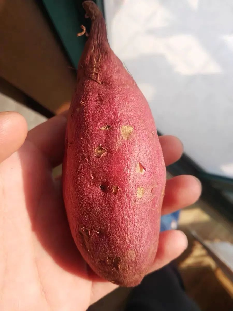 海南正宗富硒地瓜(海南富硒地瓜是毒地瓜吗)-硒宝网