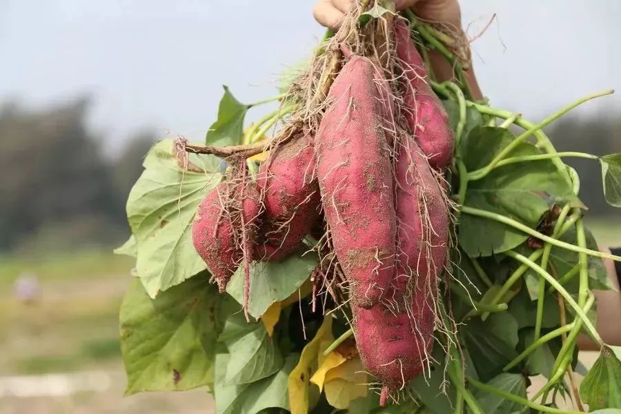 海南正宗富硒地瓜(海南富硒地瓜是毒地瓜吗)-硒宝网